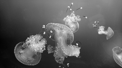 meduusa
